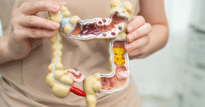 Querschnitt und Aufbau der Darmwand u.a. die Darmzotten 