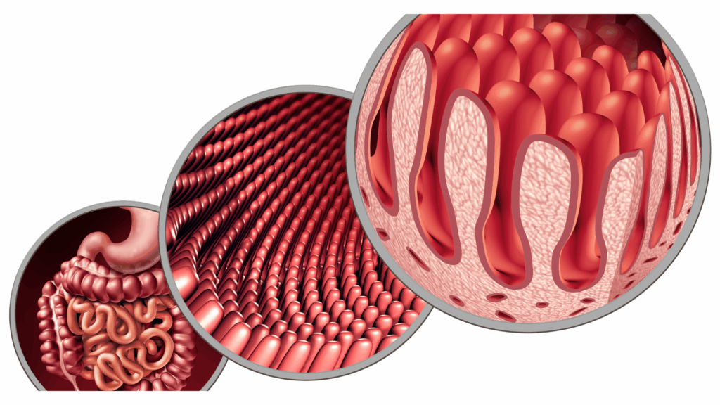 Sind die Darmzotten frei, können mehr Nährstoffe aufgenommen werden