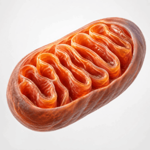 Mitochondrien gelten als kleine Kraftwerke deiner Zellen. Sie erinnern daran, dass Energie im Körper nicht nur mit Schlaf beginnt, sondern auch mit Zellgesundheit, Rhythmus und Nährstoffbalance.